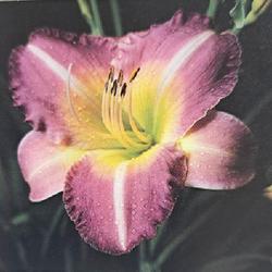 
Submitted to The Daylily Journal, Vol. 42, No. 3, Winter 1987/88