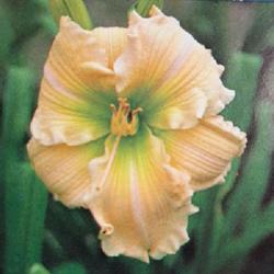
Submitted to The Daylily Journal, Vol. 40, No. 4, Winter 1987