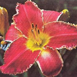 
Submitted to The Daylily Journal, Vol. 44, No. 1, Spring 1989