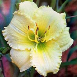 
Submitted to The Daylily Journal, Vol. 40, No. 4, Winter 1987