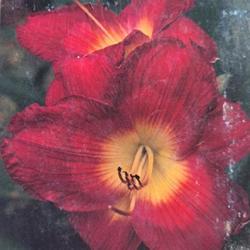 
Submitted to The Daylily Journal, Vol. 43, No. 1, Spring 1988