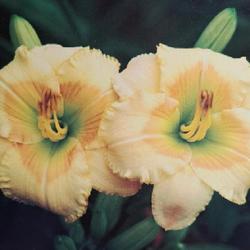 
Submitted to The Daylily Journal, Vol. 51, No. 2, Summer 1996