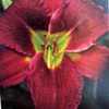 Submitted to The Daylily Journal, Vol. 40, No. 4, Winter 1987