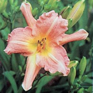 Submitted to The Daylily Journal, Vol. 42, No. 3, Winter 1987/88