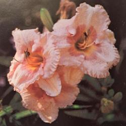 
Submitted to The Daylily Journal, Vol. 51, No. 4, Winter 1996/199