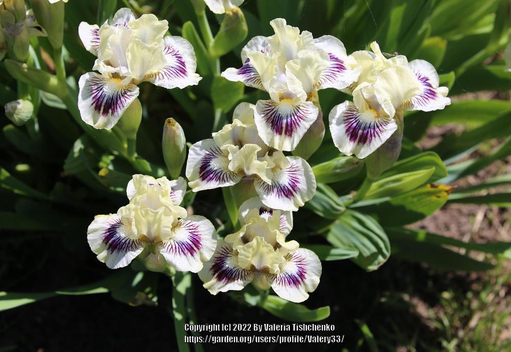 Photo of Standard Dwarf Bearded Iris (Iris 'Cat and Mouse') uploaded by Valery33