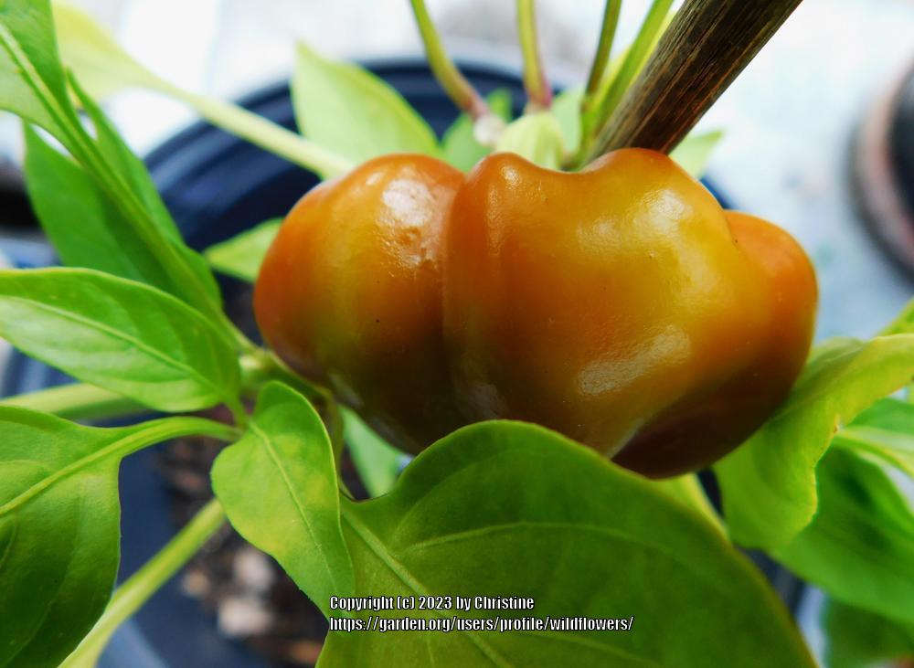Photo of Hot Pepper (Capsicum annuum 'Ralph Thompson's Squash') uploaded by wildflowers