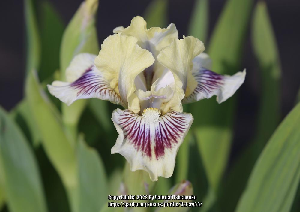 Photo of Standard Dwarf Bearded Iris (Iris 'Cat and Mouse') uploaded by Valery33