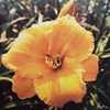 Submitted to The Daylily Journal, Vol. 43, No. 2, Summer 1988