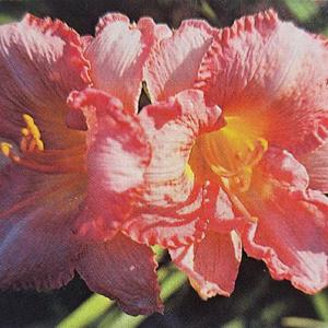 Submitted to The Daylily Journal, Vol. 44, No. 1, Spring 1989