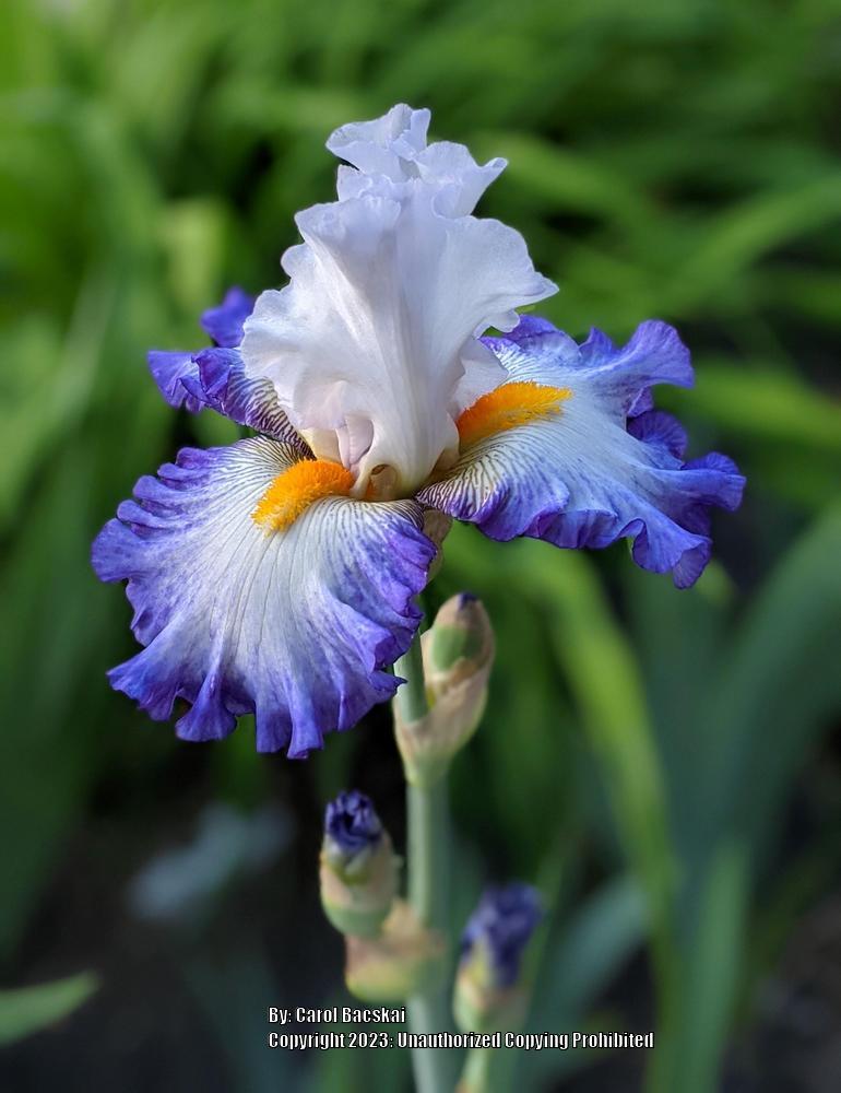 Photo of Tall Bearded Iris (Iris 'Brilliant Idea') uploaded by Artsee1