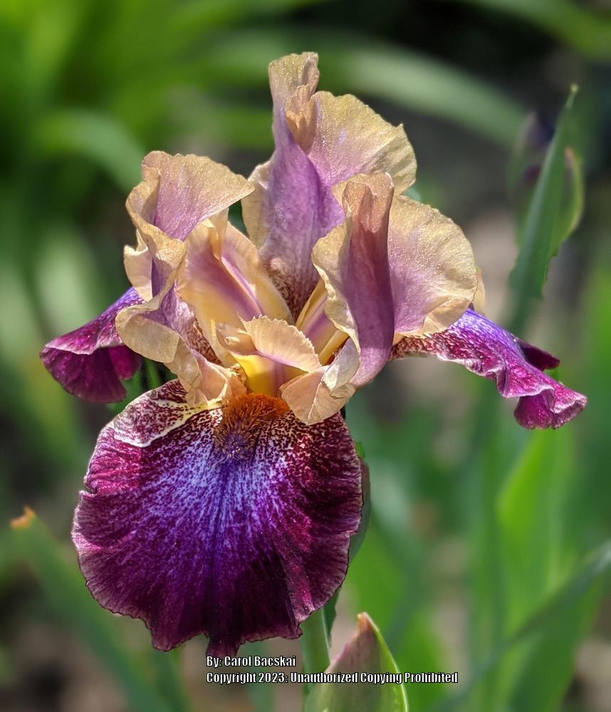 Photo of Intermediate Bearded Iris (Iris 'Parting Glances') uploaded by Artsee1