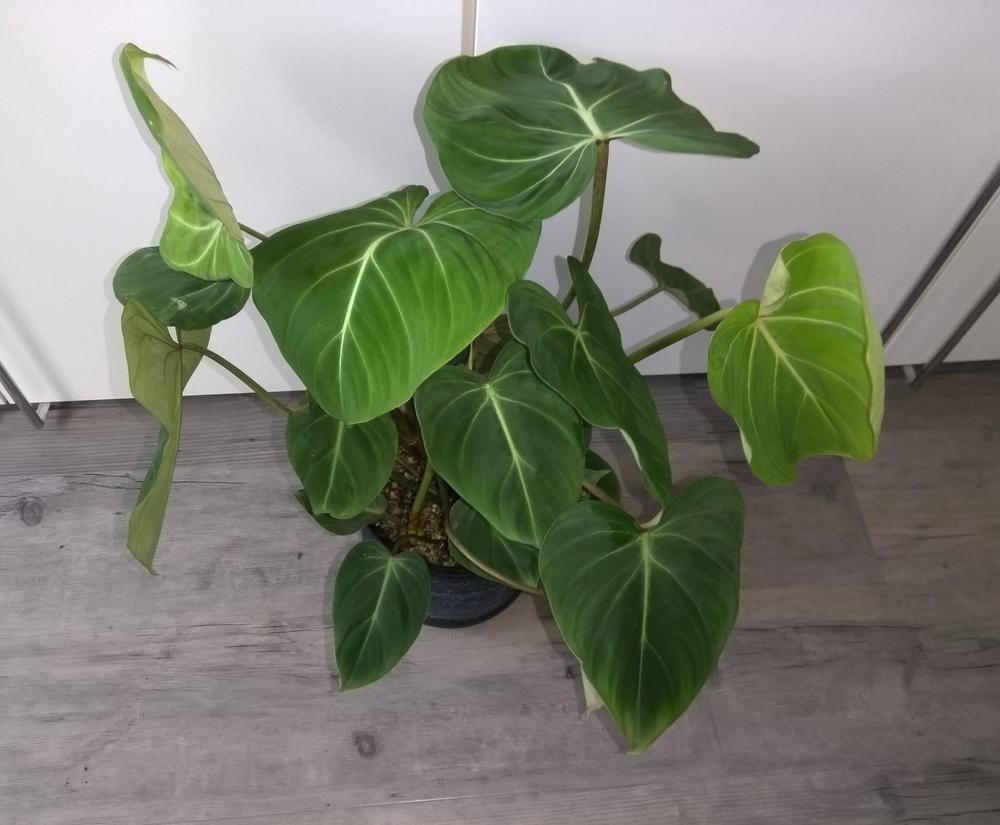 Photo of Philodendron (Philodendron gloriosum) uploaded by Mrs_Hottentot