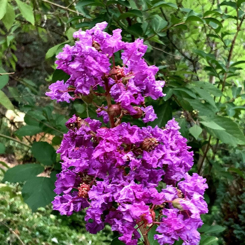 Photo of Crepe Myrtle (Lagerstroemia 'Zuni') uploaded by bumplbea