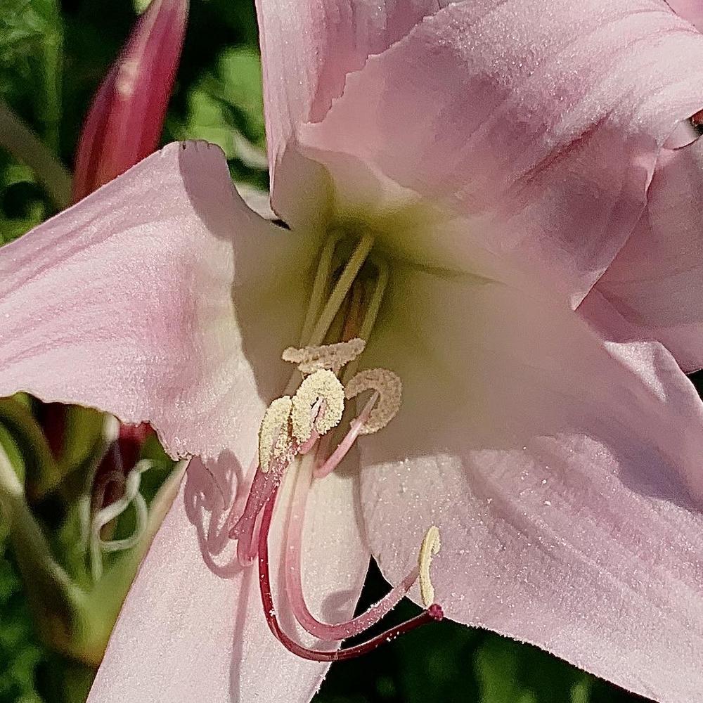 Photo of Crinodonna Lily (XAmarcrinum memoria-corsii) uploaded by bumplbea