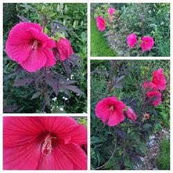 Location: Ann Arbor, Michigan
Date: 2023-08-29
Hibiscus hybrid, foliage & flower