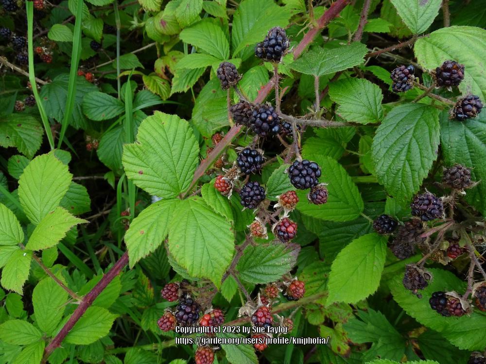 Photo of Wild Blackberry (Rubus cochinchinensis) uploaded by kniphofia
