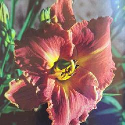 
Submitted to The Daylily Journal, Vol. 52, No. 1, Spring 1997