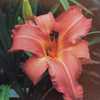 Submitted to The Daylily Journal, Vol. 44, No. 4, Winter 1989-90