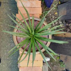 Location: Louisville, KY
Date: August 31, 2023
Agave (Mangave) 'Bad Hair Day' PP30279. Newly repotted. Looking d