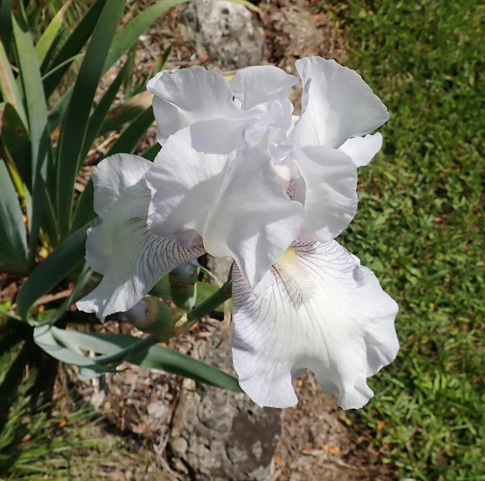 Photo of Tall Bearded Iris (Iris 'Immortality') uploaded by Vals_Garden