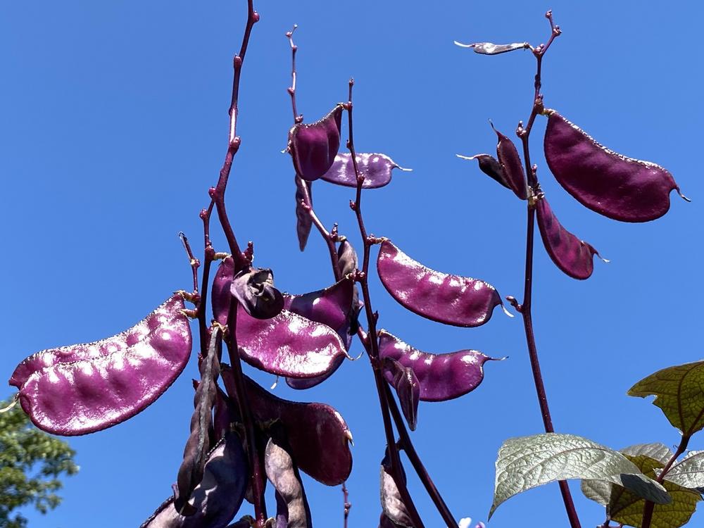 Photo of Purple Hyacinth Bean (Lablab purpureus) uploaded by csandt