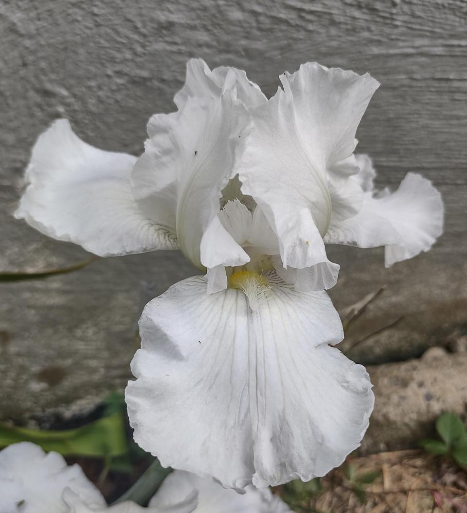 Photo of Tall Bearded Iris (Iris 'Immortality') uploaded by BlueRidgeGardener23