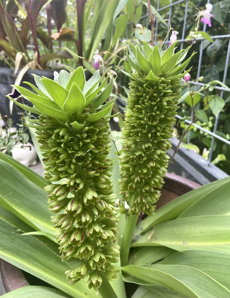 Photo of Pineapple Lily (Eucomis autumnalis) uploaded by Calif_Sue