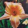 Submitted to The Daylily Journal, Vol. 21, No. 3, July-August-Sep