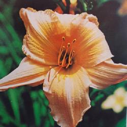 
Submitted to The Daylily Journal, Vol. 21, No. 3, July-August-Sep