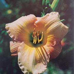
Submitted to The Daylily Journal, Vol. 21, No. 3, July-August-Sep