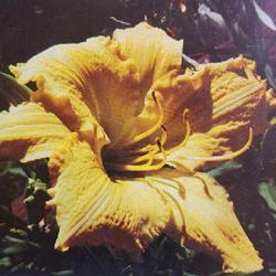 
Submitted to The Daylily Journal, Vol. 32, No. 2, June 1978