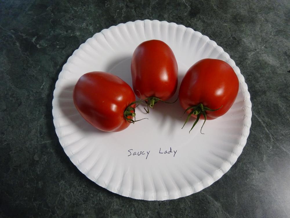 Photo of Tomato (Solanum lycopersicum 'Saucy Lady') uploaded by Weedwhacker