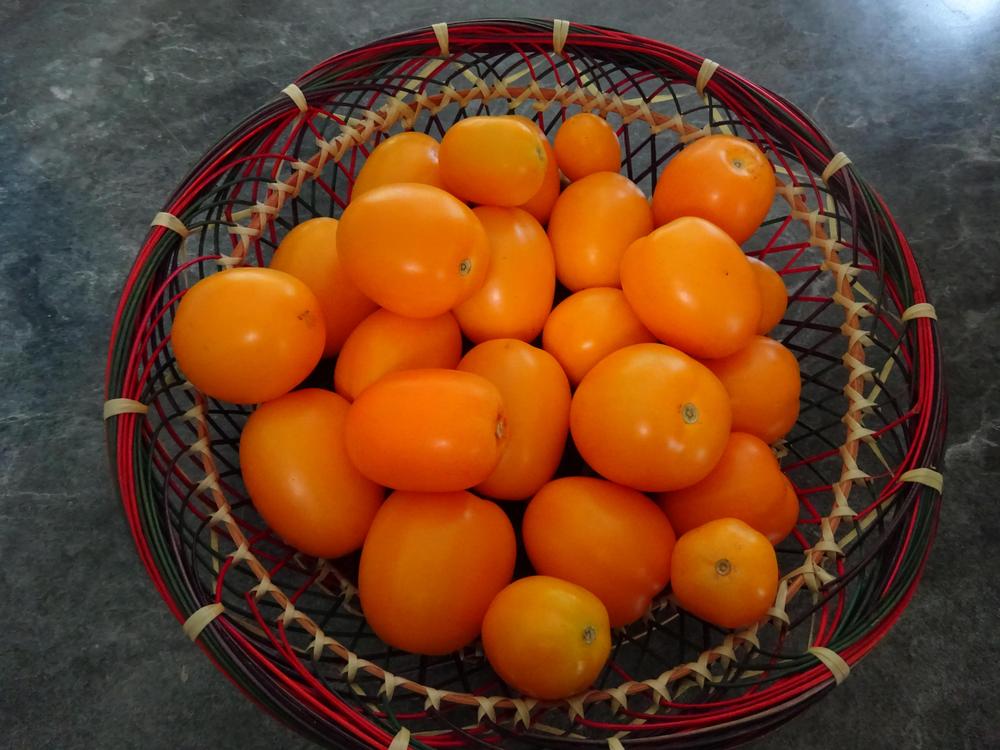 Photo of Tomato (Solanum lycopersicum 'Sunrise Sauce') uploaded by Weedwhacker