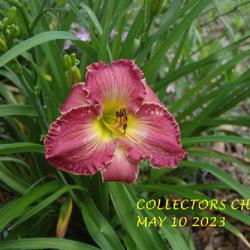 Location: my garden/ 8b Louisiana
Date: 2023-05-10