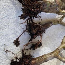 Location: My garden in Tampa, Florida
Date: 2023-09-03
Roots not too healthy, some rotted ones.