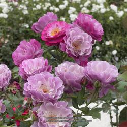 Location: World Peace Rose Garden, Capitol Park, Sacramento CA.
Date: 2023-09-02
Evermore lovely as it fades.