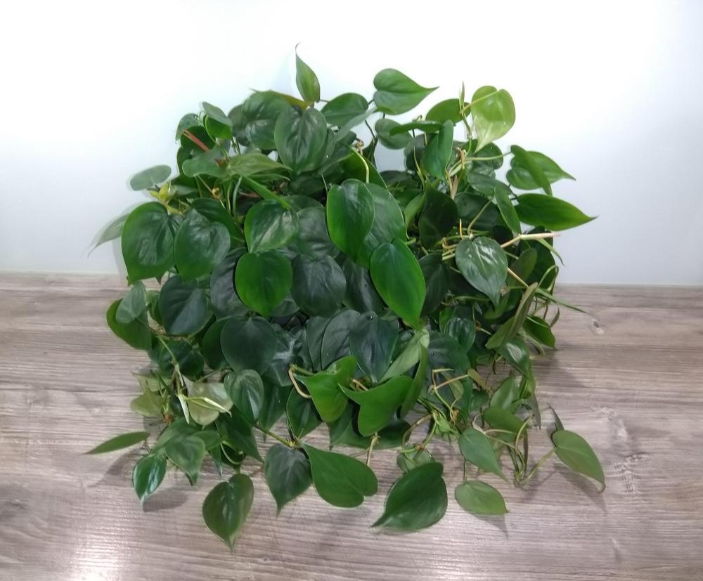 Photo of Heart Leaf Philodendron (Philodendron hederaceum var. oxycardium) uploaded by Mrs_Hottentot