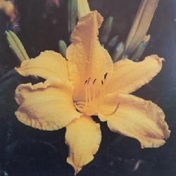 
Submitted to The Daylily Journal, Vol. 34, No. 3, October 1980