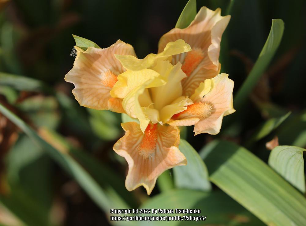 Photo of Standard Dwarf Bearded Iris (Iris 'Classic Sunrise') uploaded by Valery33