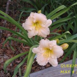 Location: my garden/ 8b Louisiana
Date: 2023-05-08