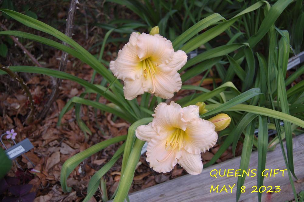 Photo of Daylily (Hemerocallis 'Queens Gift') uploaded by alma47