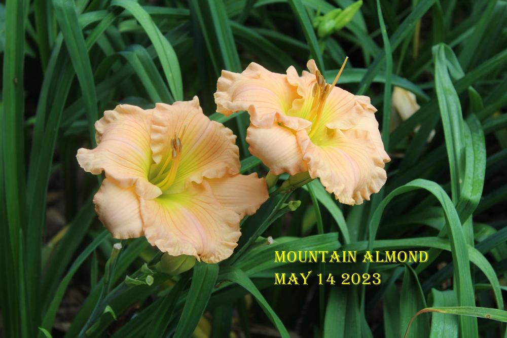 Photo of Daylily (Hemerocallis 'Mountain Almond') uploaded by alma47