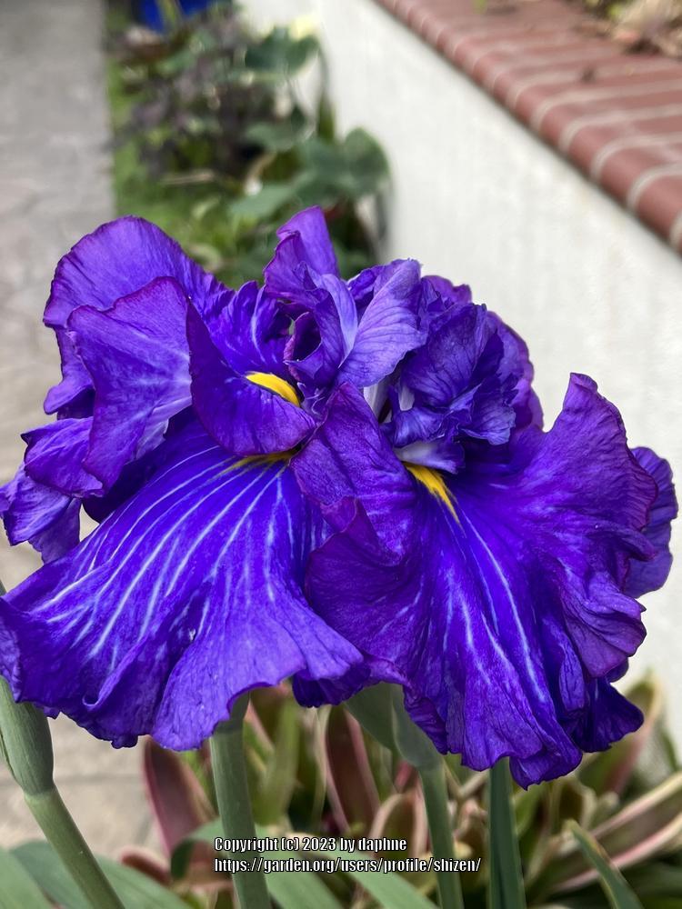 Photo of Japanese Iris (Iris ensata 'Columbia Deep Water') uploaded by shizen