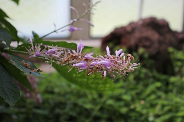 Photo of Purple Firespike (Odontonema callistachyum) uploaded by RuuddeBlock