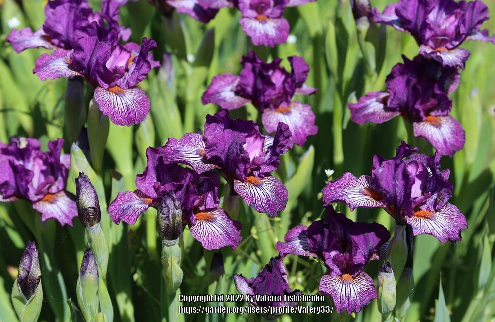 Photo of Standard Dwarf Bearded Iris (Iris 'Retort') uploaded by Valery33