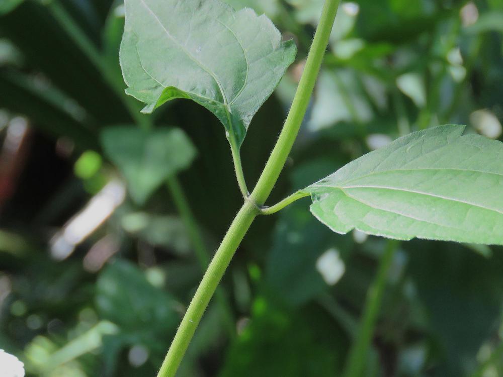 Photo of Siam Weed (Chromolaena odorata) uploaded by plantladylin