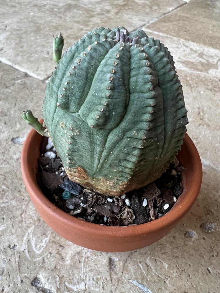 Photo of Baseball Plant (Euphorbia obesa) uploaded by Floridian