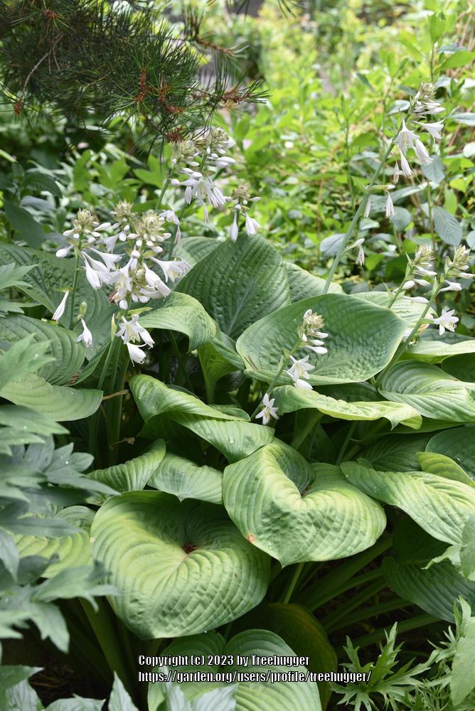 Photo of Hosta 'Humpback Whale' uploaded by treehugger