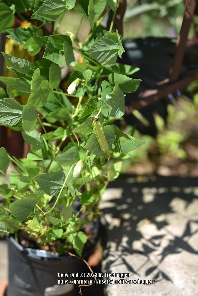 Photo of Winged Bean (Psophocarpus tetragonolobus) uploaded by treehugger